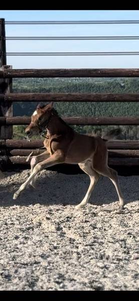 Merrie Zangersheide Te koop 2025 Donker bruin / bai ,  COMILFO PLUS Z