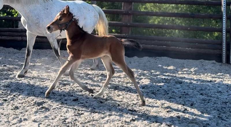 Merrie Zangersheide Te koop 2025 Donker bruin / bai ,  COMILFO PLUS Z