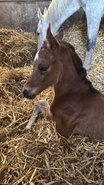 Merrie Zangersheide Te koop 2025 Donker bruin / bai ,  COMILFO PLUS Z