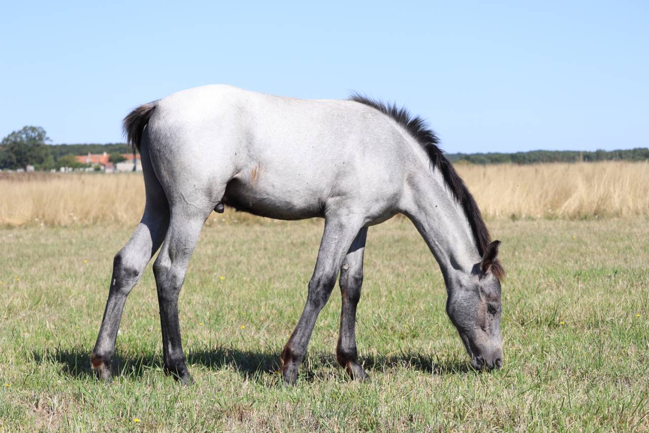 Veulen (ml) Franse rijpony PFS Te koop 2025 Schimmel ,  Usandro Tilia Derlenn