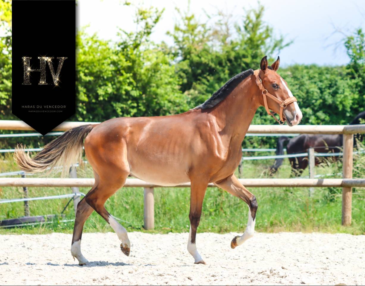 Veulen (ml) Lusitano Te koop 2024 Donker bruin / bai ,  Ouro JLC