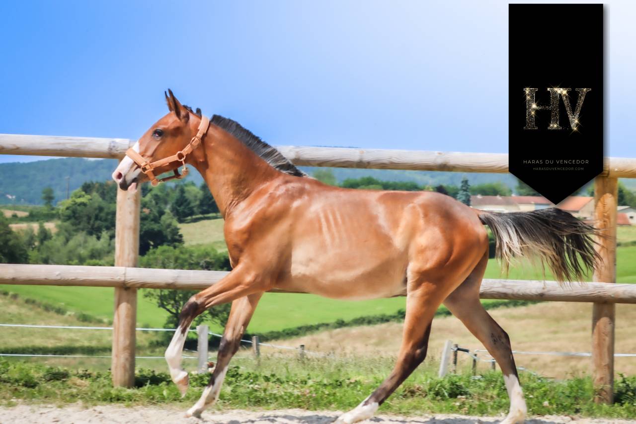 Veulen (ml) Lusitano Te koop 2024 Donker bruin / bai ,  Ouro JLC