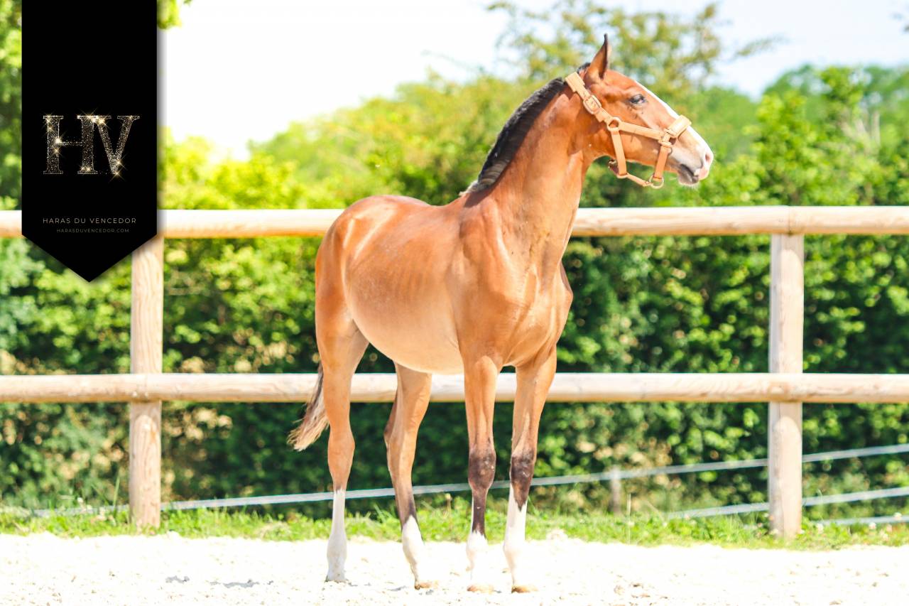 Veulen (ml) Lusitano Te koop 2024 Donker bruin / bai ,  Ouro JLC