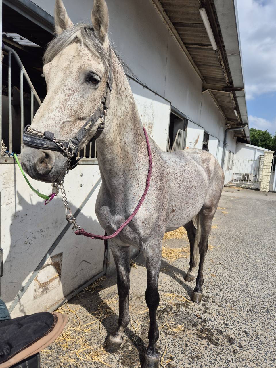 Dekhengst PRE Puur Ras Spaans Te koop 2014 Schimmel ,  DESEO VI
