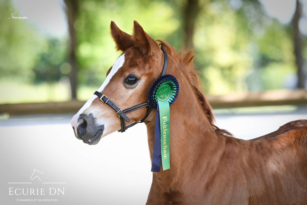 Veulen (ml) Hannoveraan  Te koop 2025 Vos ,  Vjento