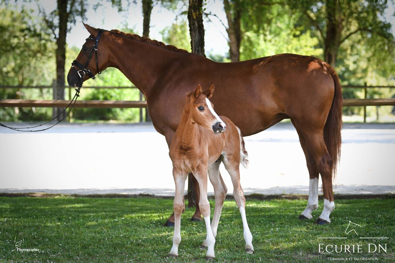 Veulen (ml) Hannoveraan  Te koop 2025 Vos ,  Vjento