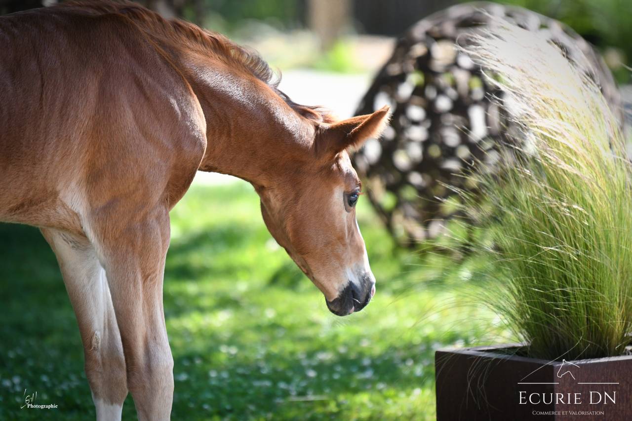 Veulen (ml) Hannoveraan  Te koop 2025 Vos ,  Vjento