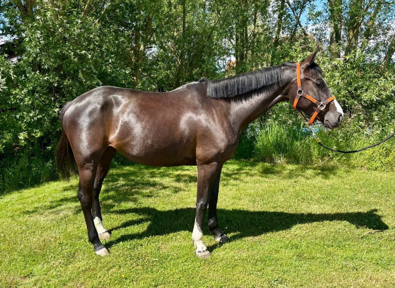 Merrie Selle Français Te koop 2020 Bruin / Bai ,  BALOU DU ROUET