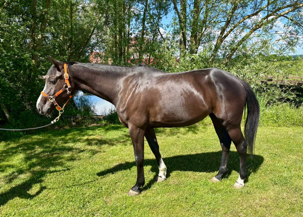 Merrie Selle Français Te koop 2020 Bruin / Bai ,  BALOU DU ROUET