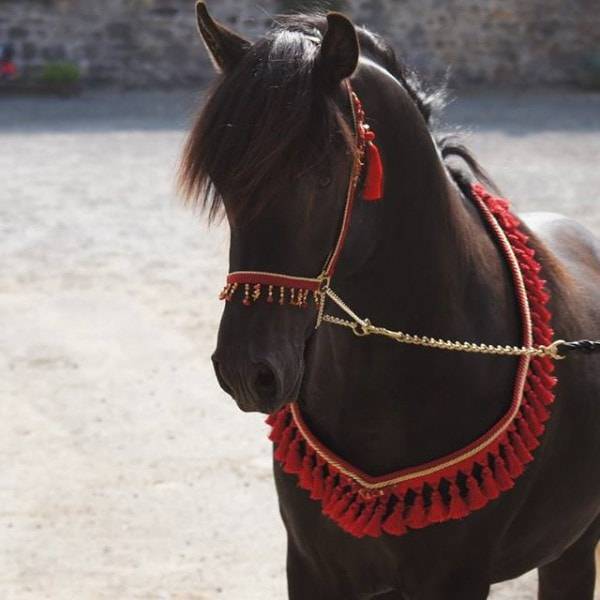 Dekhengst Arabisch volbloed Te koop 2011 Zwart ,   Zaraq El Amir Bwa