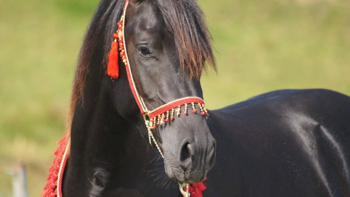 Dekhengst Arabisch volbloed Te koop 2011 Zwart ,   Zaraq El Amir Bwa