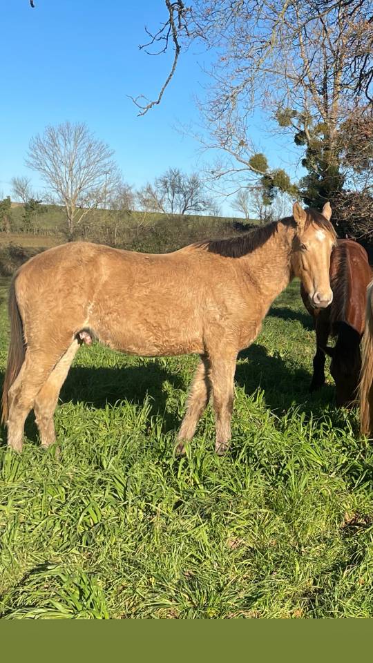 NEVADA OLD'EURTHUR - Selle Français 2023 ,  JACKPOT DE CORBION