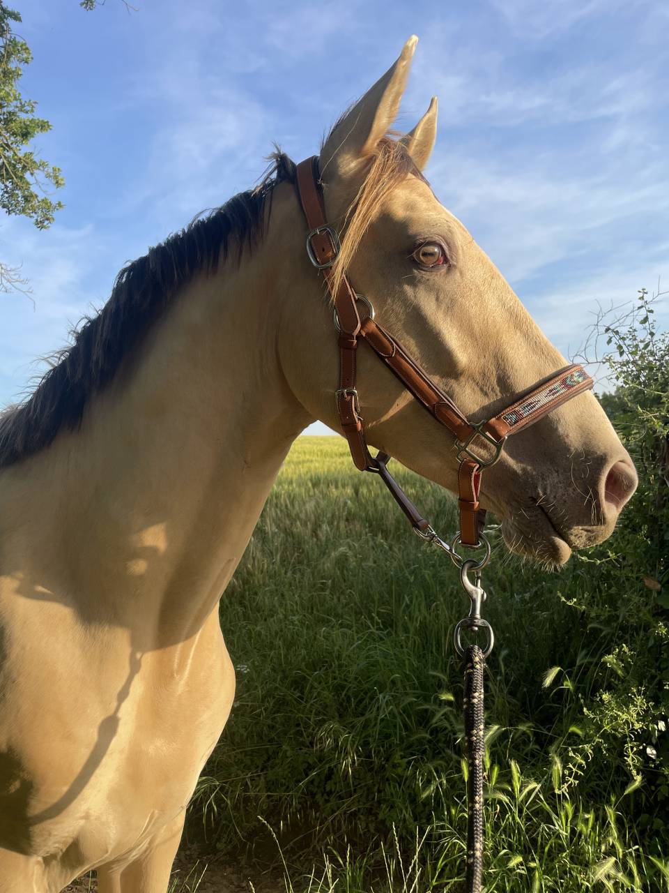 NEVADA OLD'EURTHUR - Selle Français 2023 ,  JACKPOT DE CORBION