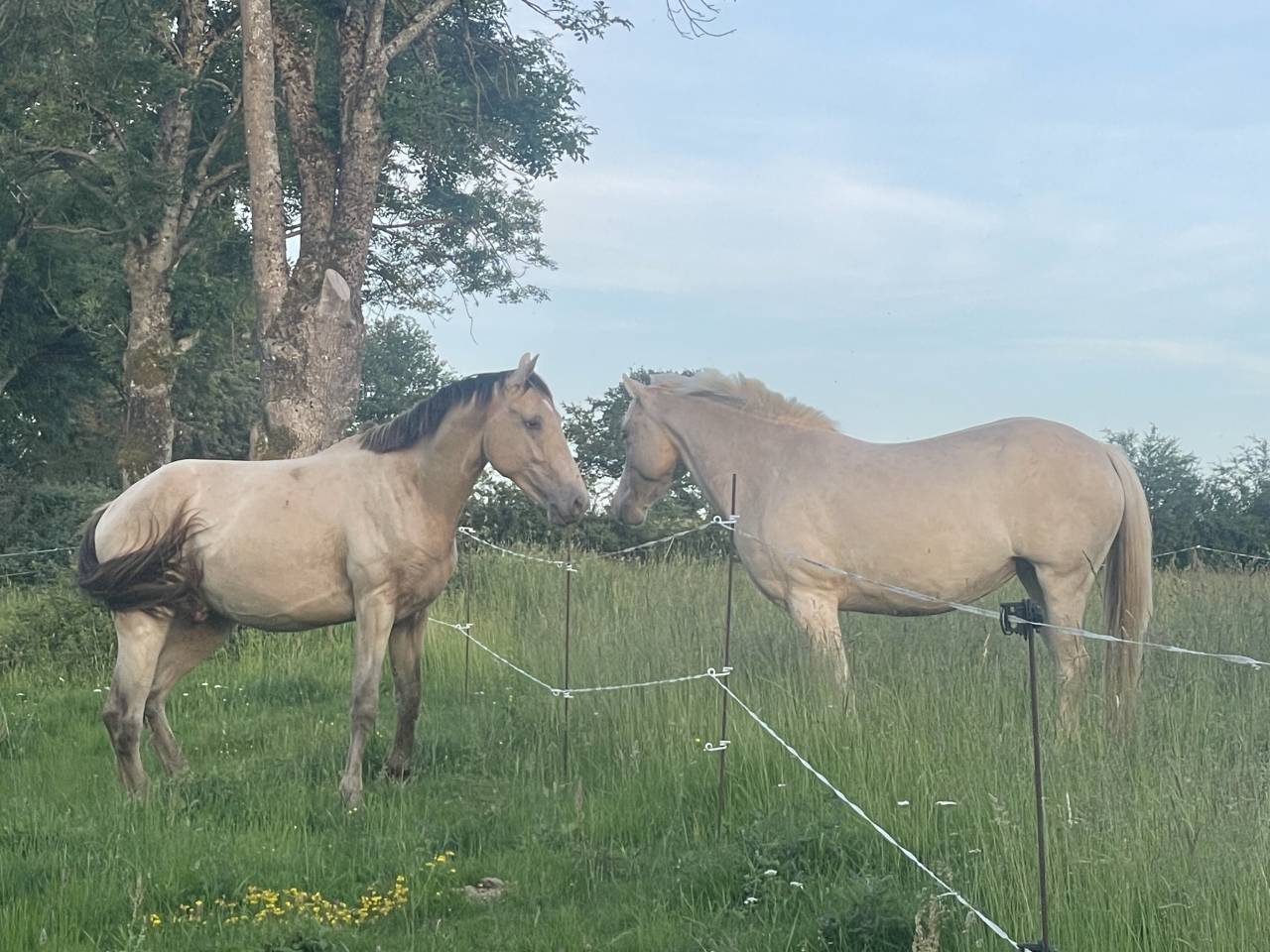 NEVADA OLD'EURTHUR - Selle Français 2023 ,  JACKPOT DE CORBION