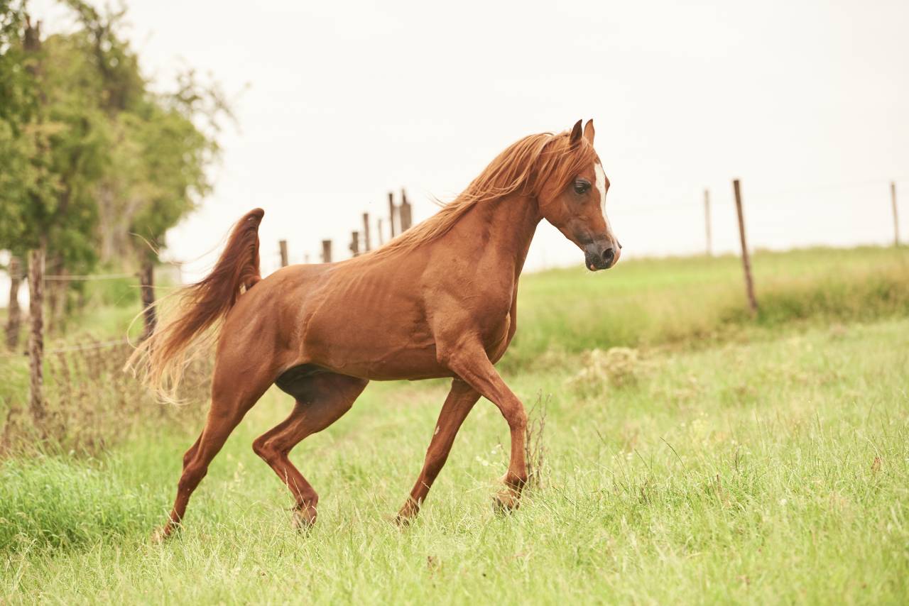 Dekhengst Arabisch volbloed Te koop 2017 Vos ,  AZERBEIDJAN