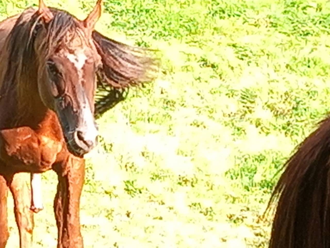 Dekhengst Arabisch volbloed Te koop 2009 Vos ,  WH JUSTICE  (US) 1999