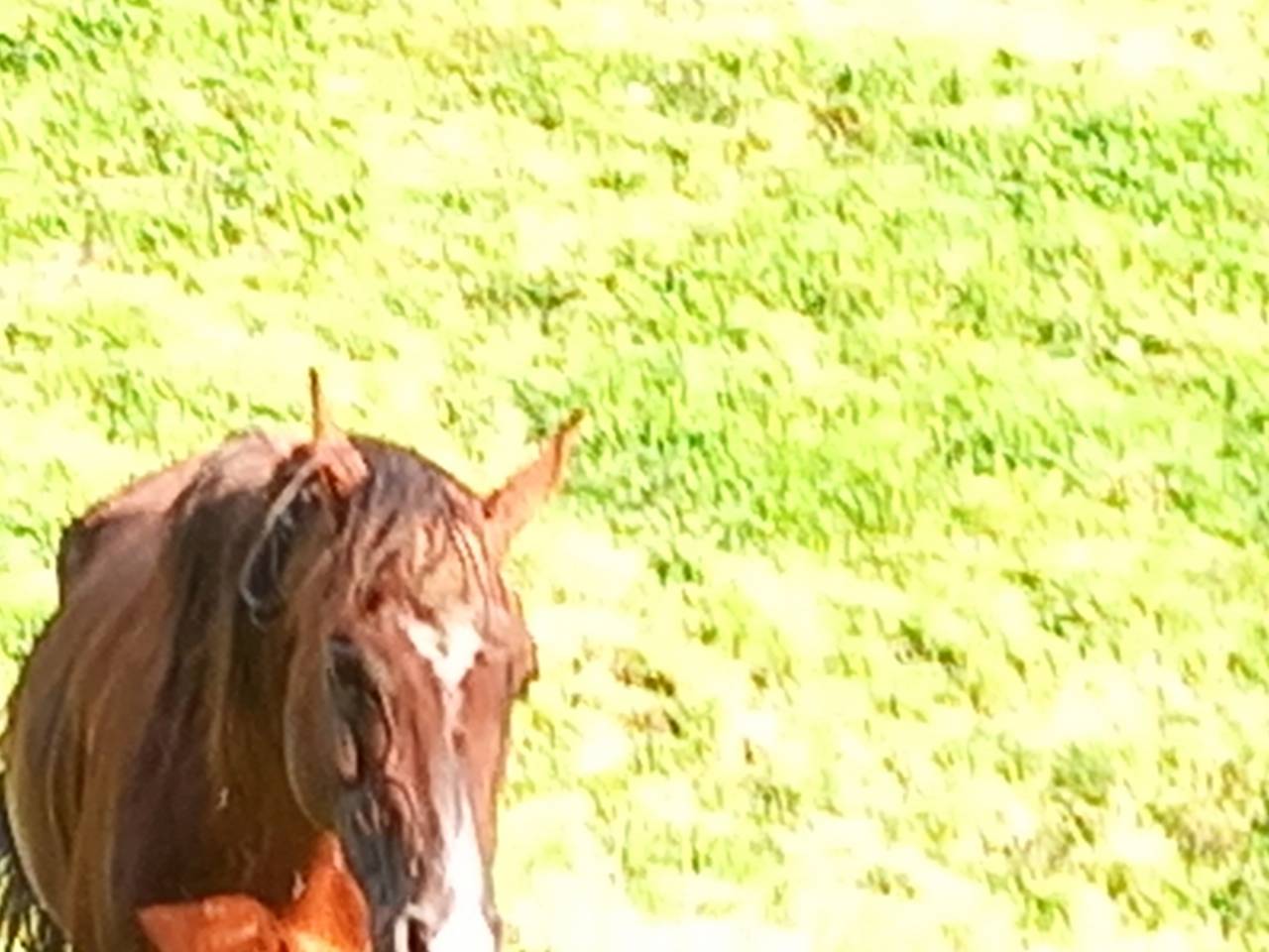 Dekhengst Arabisch volbloed Te koop 2009 Vos ,  WH JUSTICE  (US) 1999