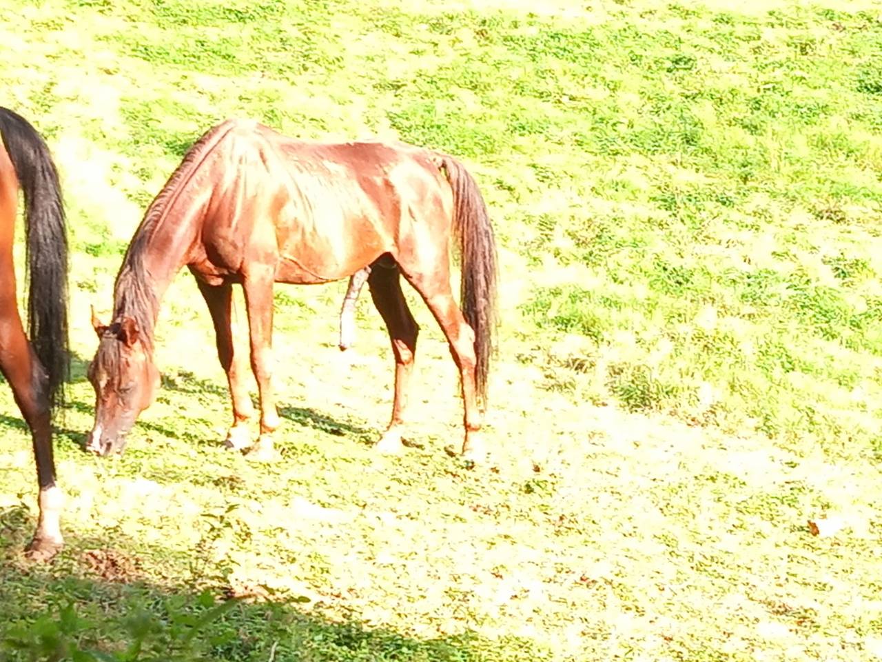 Dekhengst Arabisch volbloed Te koop 2009 Vos ,  WH JUSTICE  (US) 1999