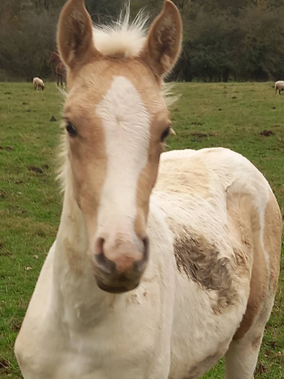 Hengst Palomino Te koop 2009 Palomino