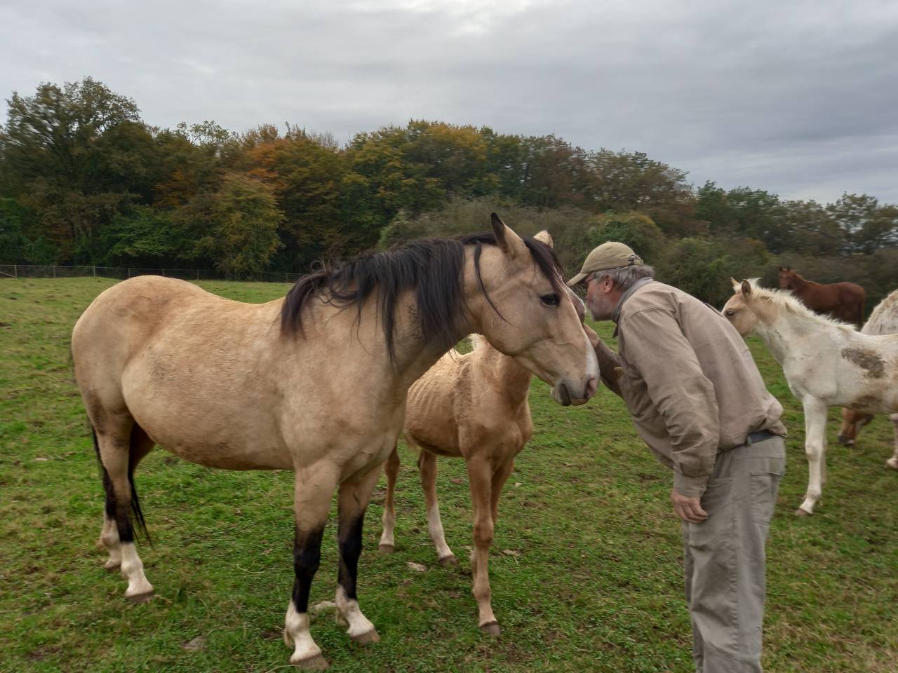 Hengst Palomino Te koop 2009 Palomino