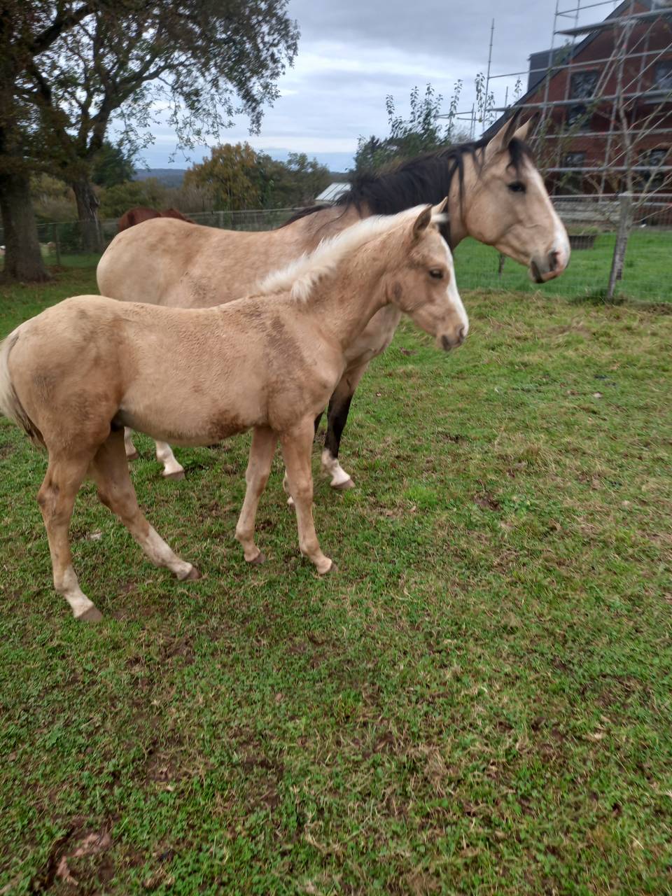 Hengst Palomino Te koop 2009 Palomino