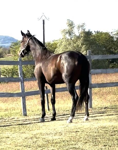 Merrie KWPN Nederlands sportpaard Te koop 2021 Donker bruin / bai ,  Dynamic Dream