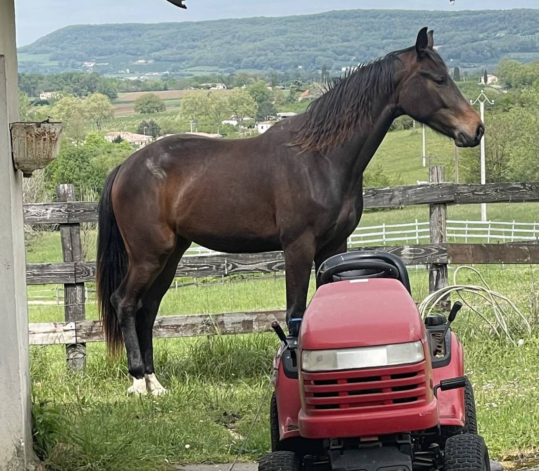 Merrie KWPN Nederlands sportpaard Te koop 2021 Donker bruin / bai ,  Dynamic Dream