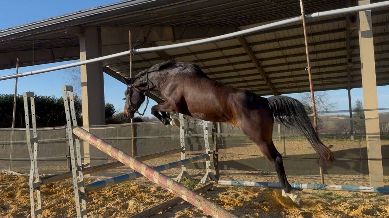 Merrie KWPN Nederlands sportpaard Te koop 2021 Donker bruin / bai ,  Dynamic Dream