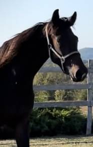 Merrie KWPN Nederlands sportpaard Te koop 2021 Donker bruin / bai ,  Dynamic Dream