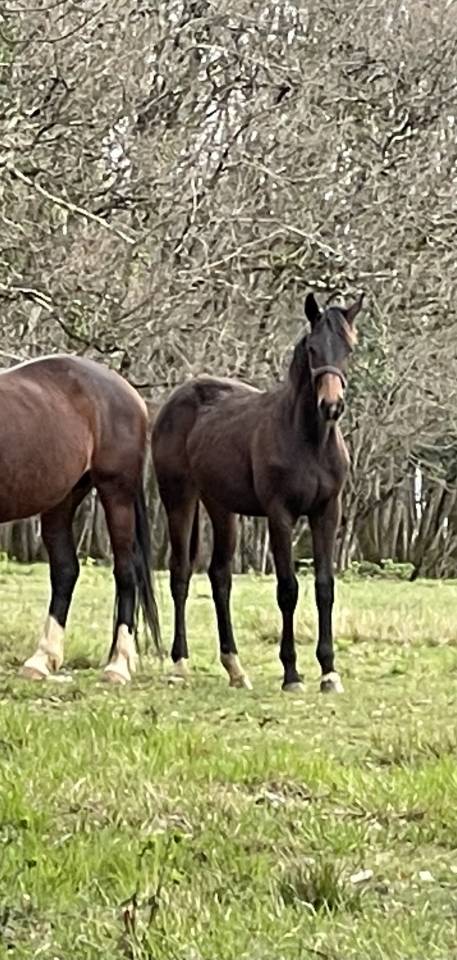 Merrie KWPN Nederlands sportpaard Te koop 2021 Donker bruin / bai ,  Dynamic Dream