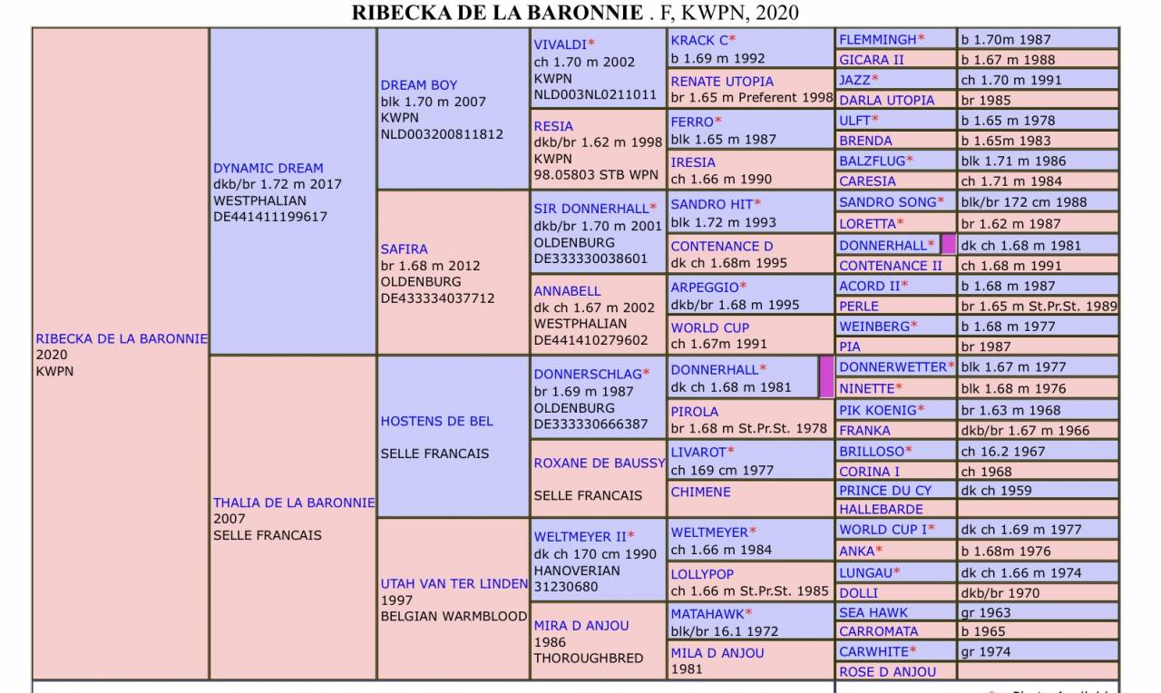 Merrie KWPN Nederlands sportpaard Te koop 2021 Donker bruin / bai ,  Dynamic Dream