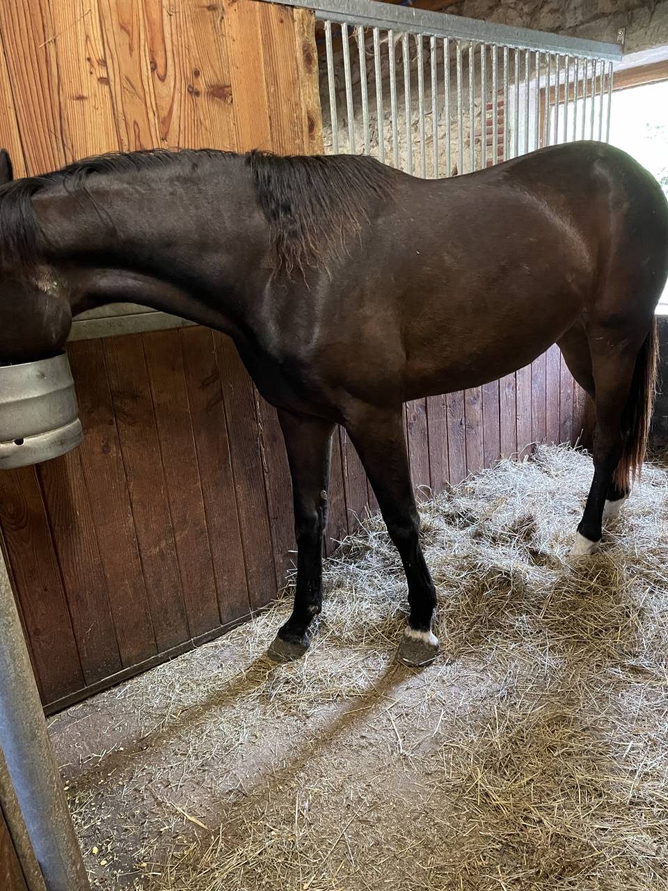 Merrie KWPN Nederlands sportpaard Te koop 2021 Donker bruin / bai ,  Dynamic Dream