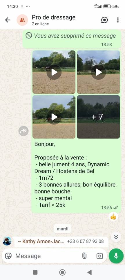 Merrie KWPN Nederlands sportpaard Te koop 2021 Donker bruin / bai ,  Dynamic Dream