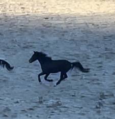 Merrie KWPN Nederlands sportpaard Te koop 2021 Donker bruin / bai ,  Dynamic Dream