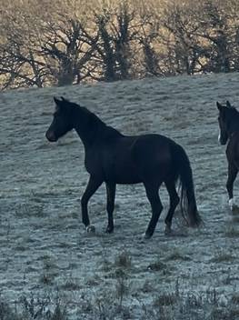 Merrie KWPN Nederlands sportpaard Te koop 2021 Donker bruin / bai ,  Dynamic Dream