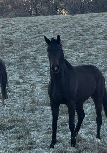 Merrie KWPN Nederlands sportpaard Te koop 2021 Donker bruin / bai ,  Dynamic Dream