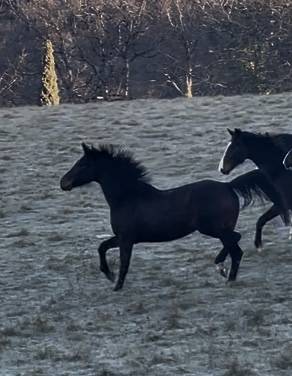 Merrie KWPN Nederlands sportpaard Te koop 2021 Donker bruin / bai ,  Dynamic Dream