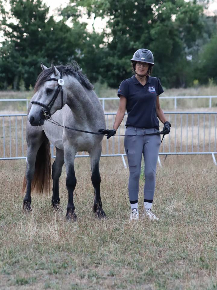 Hengst Connemara Te koop 2022 Schimmel ,  Folk’n rock Rhapsody