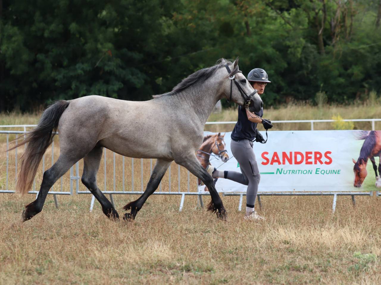Hengst Connemara Te koop 2022 Schimmel ,  Folk’n rock Rhapsody
