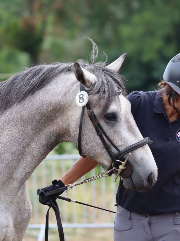 Hengst Connemara Te koop 2022 Schimmel ,  Folk’n rock Rhapsody