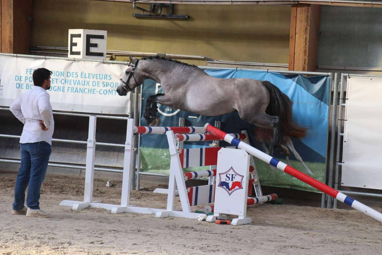 Hengst Connemara Te koop 2022 Schimmel ,  Folk’n rock Rhapsody