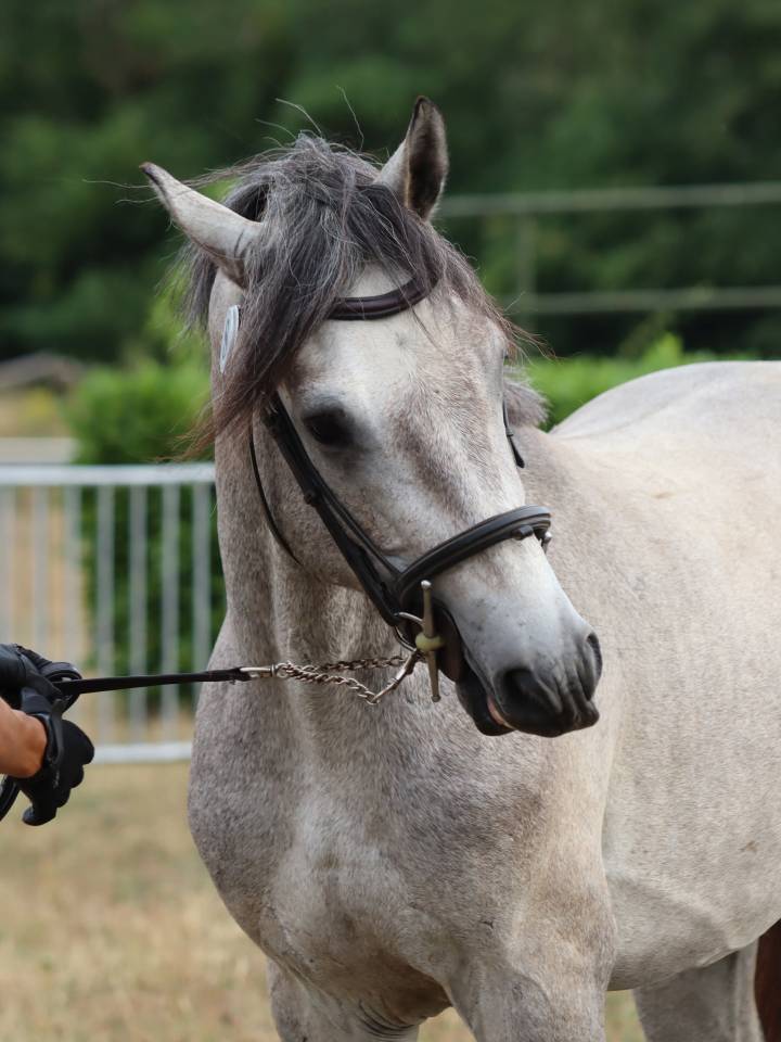 Hengst Connemara Te koop 2022 Schimmel ,  Folk’n rock Rhapsody