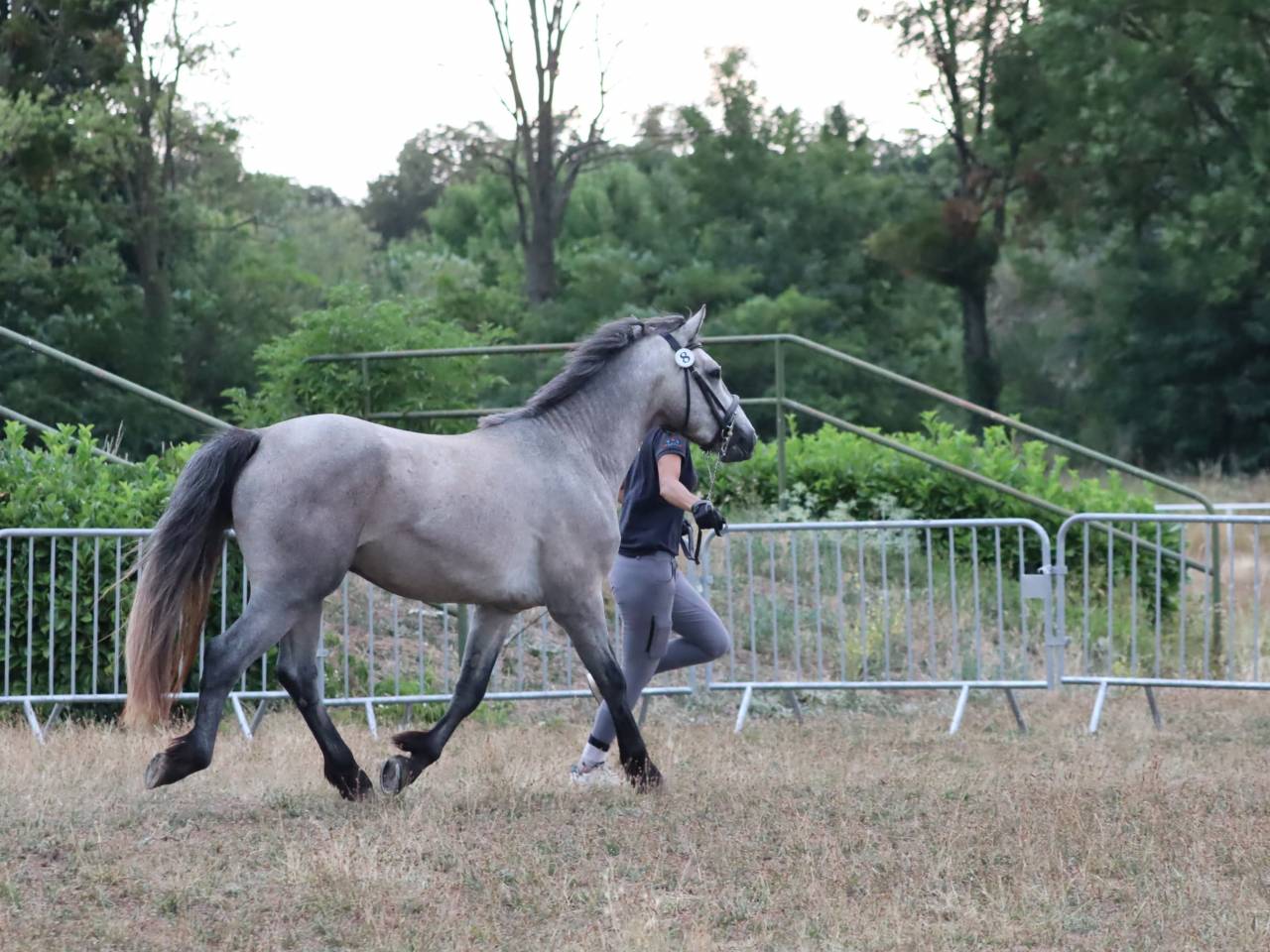 Hengst Connemara Te koop 2022 Schimmel ,  Folk’n rock Rhapsody