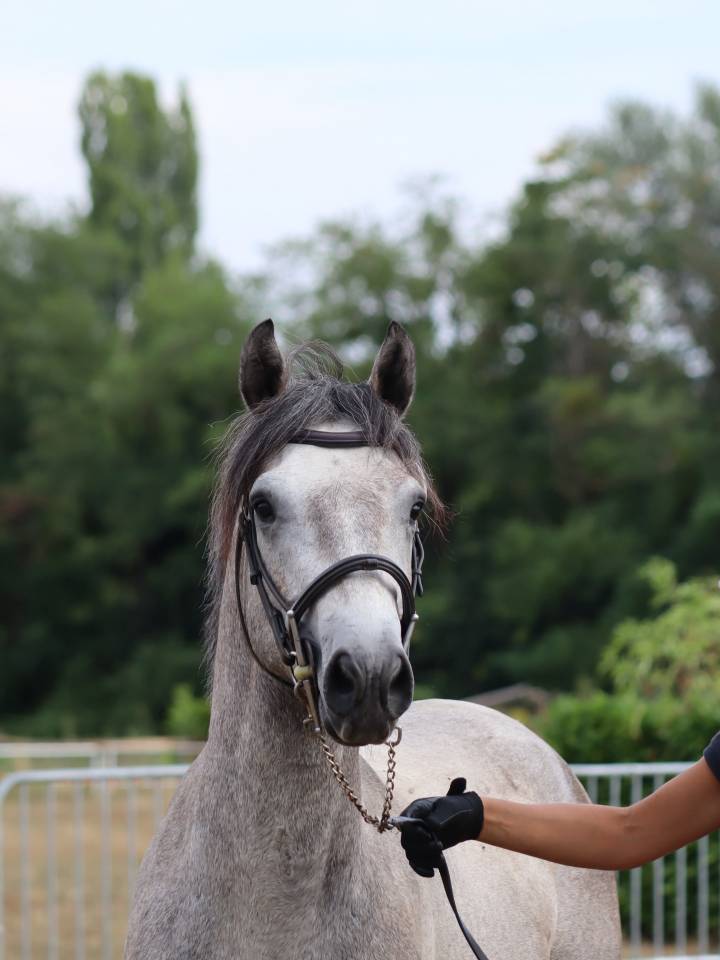 Hengst Connemara Te koop 2022 Schimmel ,  Folk’n rock Rhapsody