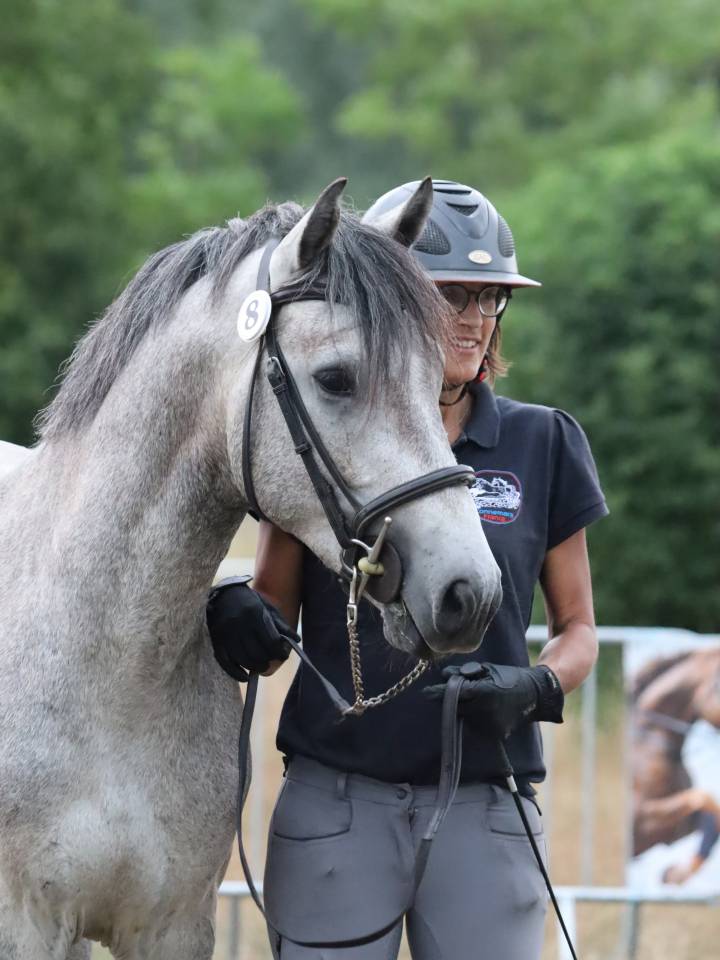 Hengst Connemara Te koop 2022 Schimmel ,  Folk’n rock Rhapsody