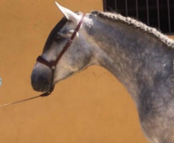 Hengst PRE Puur Ras Spaans Te koop 2018 Schimmel