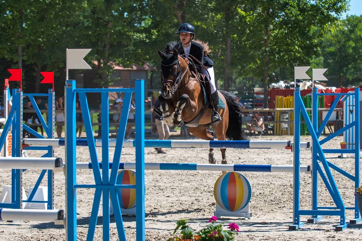 Ruin Franse rijpony PFS Te koop 2000 Donker bruin / bai