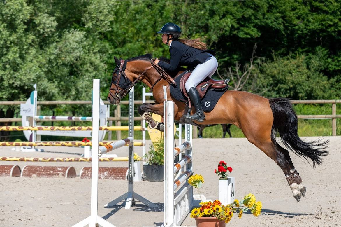 Ruin Franse rijpony PFS Te koop 2000 Donker bruin / bai