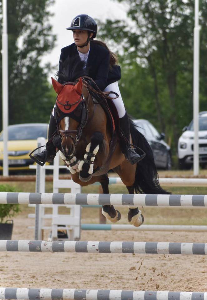 Ruin Franse rijpony PFS Te koop 2000 Donker bruin / bai