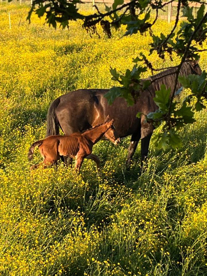 Veulen (ml) Lusitano Te koop 2025 Bruin / Bai ,  Prestigio